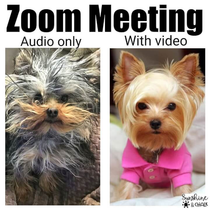 zoom meeting dog hairstyles meme