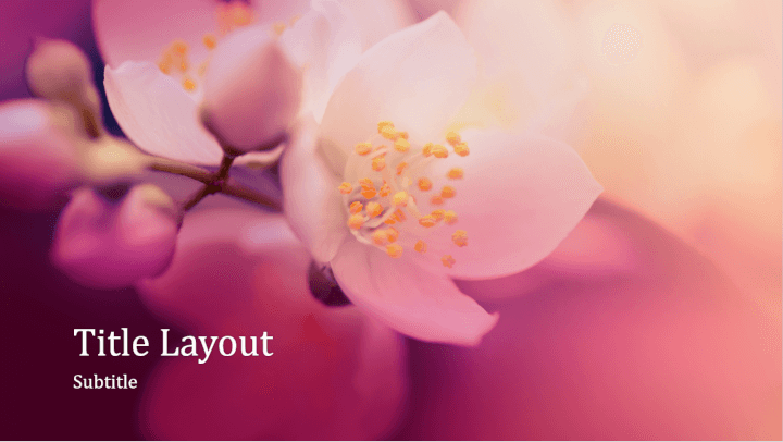 Cherry blossom PowerPoint template