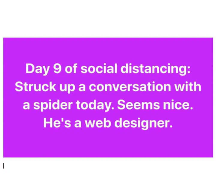spider web designer meme