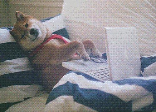Funny gif of bored dog typing while reclining in bed